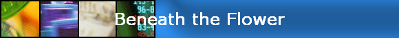 Beneath the Flower